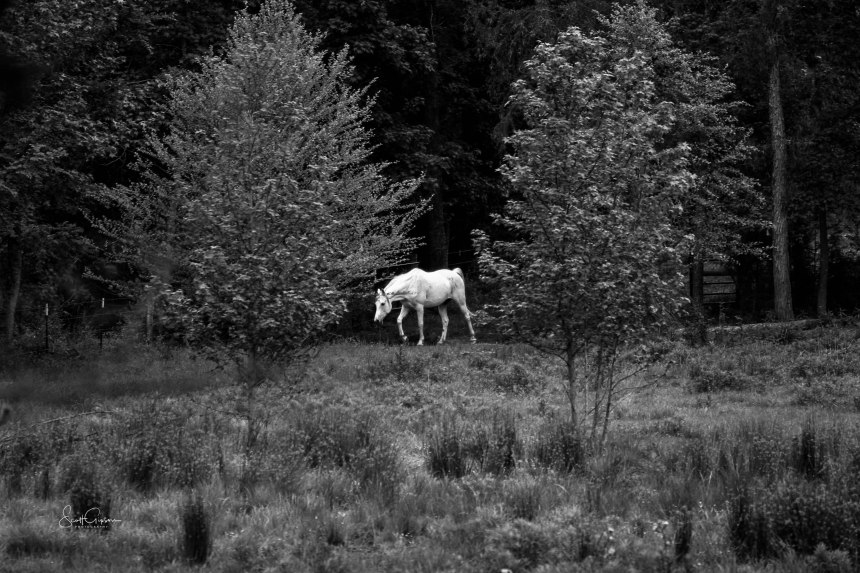 white_horse1-scottgipson