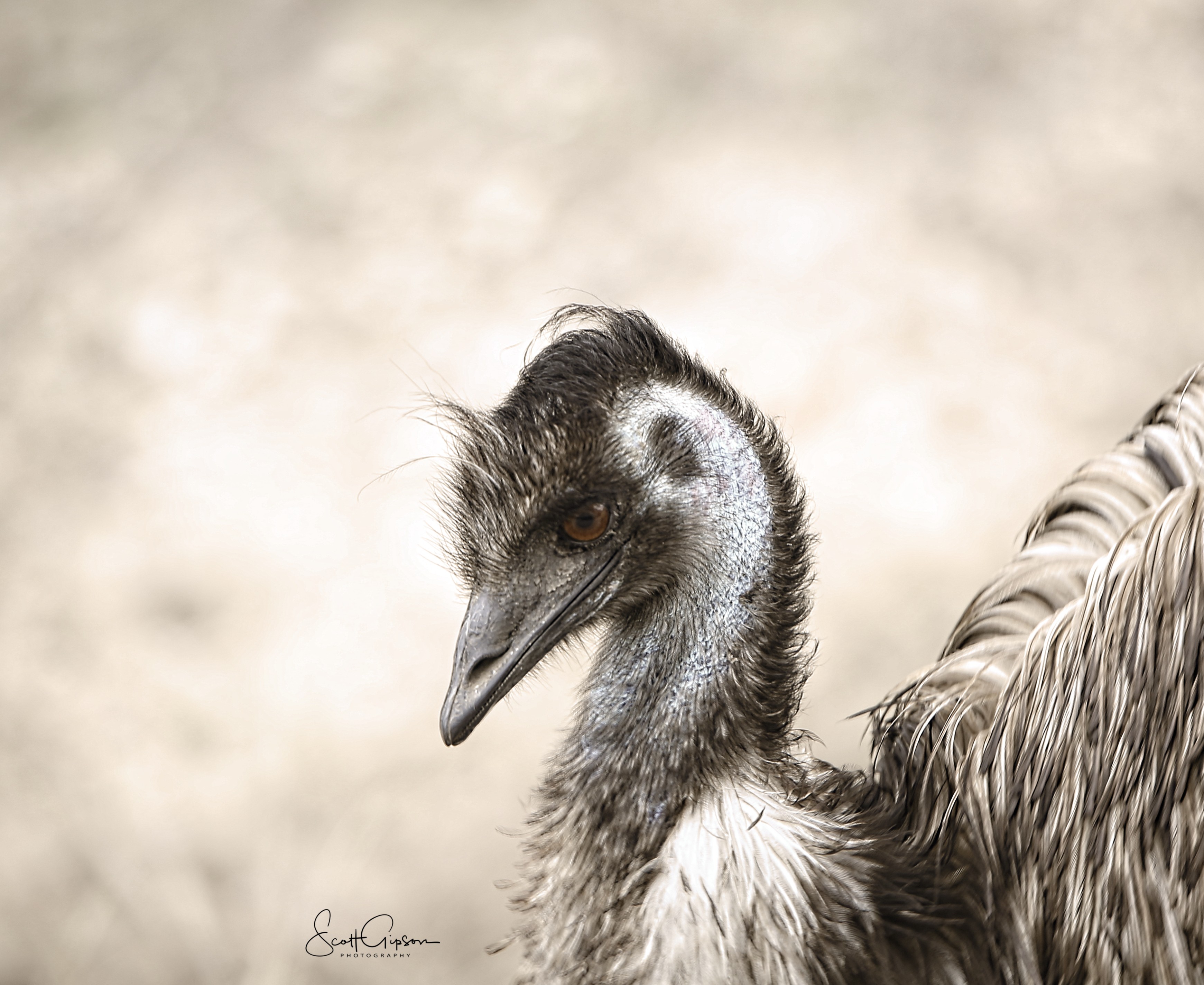 Fossil Rim | Scott Gipson